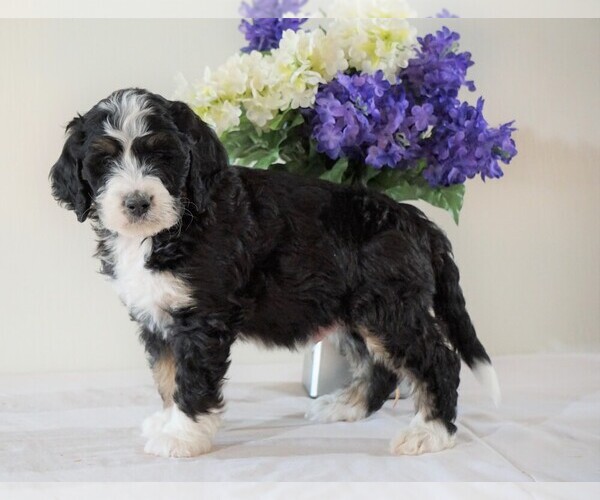 Medium Photo #1 Bernedoodle Puppy For Sale in FREDERICKSBG, OH, USA