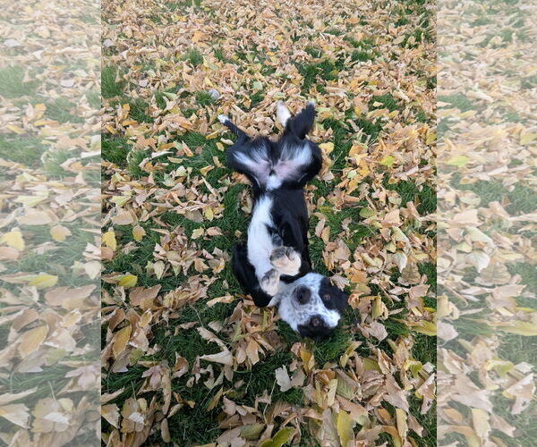 Medium Photo #3 Border Collie-Unknown Mix Puppy For Sale in Sandy, UT, USA