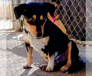 Beagle Dogs for adoption in Apple Valley, CA, USA