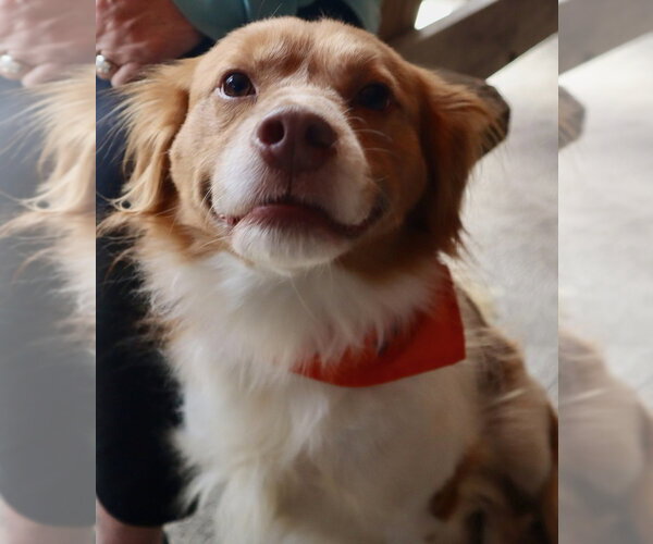 Medium Photo #3 Colonial Cocker Spaniel-Unknown Mix Puppy For Sale in Oak Bluffs, MA, USA