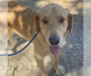 Golden Labrador Dogs for adoption in San Diego, CA, USA