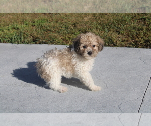 Zuchon Puppy for sale in BLOOMINGTON, IN, USA