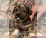 Small Photo #1 Dorgi Puppy For Sale in HURST, IL, USA