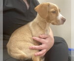 Small #1 Mutt