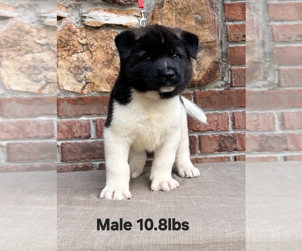 Medium Photo #2 Akita Puppy For Sale in MEM, TN, USA