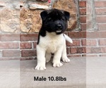 Small #1 Akita