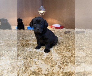 Labrador Retriever Puppy for sale in FORT LUPTON, CO, USA