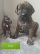 Small Photo #1 Great Dane Puppy For Sale in NEW HAVEN, IN, USA