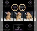 Small Photo #58 Cavapoo Puppy For Sale in WARSAW, IN, USA