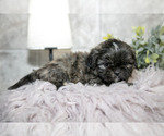 Small #1 Shih Tzu