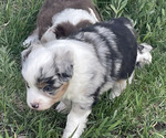 Small Photo #6 Miniature Australian Shepherd Puppy For Sale in LARKSPUR, CO, USA