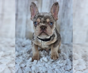 French Bulldog Puppy for sale in INDIANAPOLIS, IN, USA