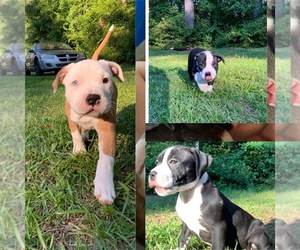American Pit Bull Terrier Puppy for sale in SPRING LAKE, NC, USA