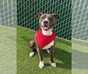 American Staffordshire Terrier-Unknown Mix Dogs for adoption in Newton, NC, USA