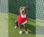 MARIO - Male American Staffordshire Terrier-Unknown Mix Dog for Adoption - Small photo
