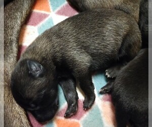 Belgian Malinois Puppy for sale in CORNING, CA, USA