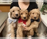 Small Photo #19 Goldendoodle Puppy For Sale in CARMICHAEL, CA, USA