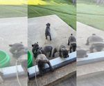 Small #3 Cane Corso
