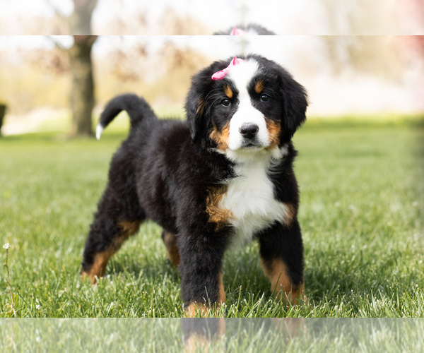 Medium Photo #2 Bernese Mountain Dog Puppy For Sale in WOLCOTTVILLE, IN, USA