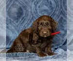 Small #3 Goldendoodle (Miniature)