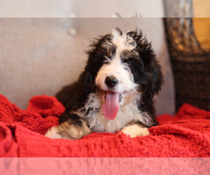 Bernedoodle Puppy for sale in ITASCA, TX, USA