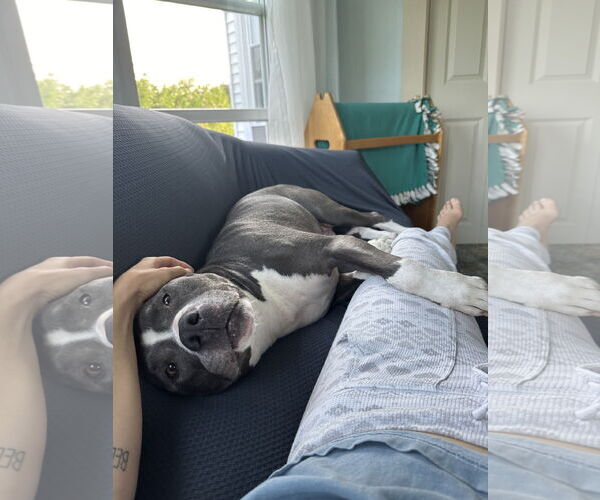 Medium Photo #6 American Pit Bull Terrier-American Staffordshire Terrier Mix Puppy For Sale in Caribou, ME, USA