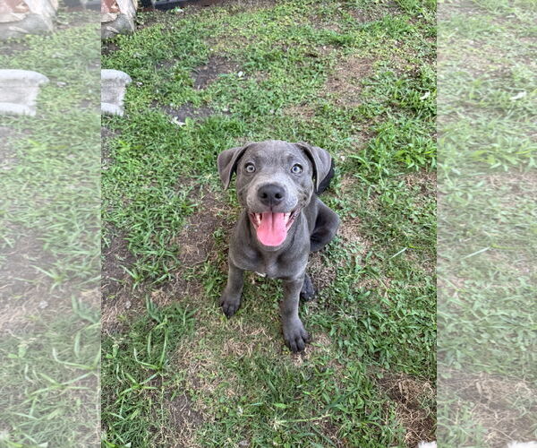 Medium Photo #1 Dachshund-Unknown Mix Puppy For Sale in Rosenberg, TX, USA