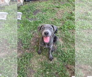 Dachshund-Unknown Mix Dogs for adoption in Rosenberg, TX, USA