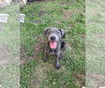 Small Dachshund Mix