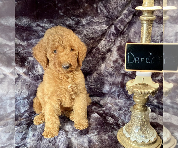 Medium Photo #2 Goldendoodle Puppy For Sale in HOUSTON, TX, USA