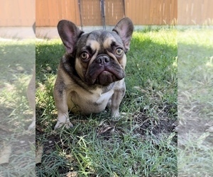 French Bulldog Puppy for sale in OJAI, CA, USA