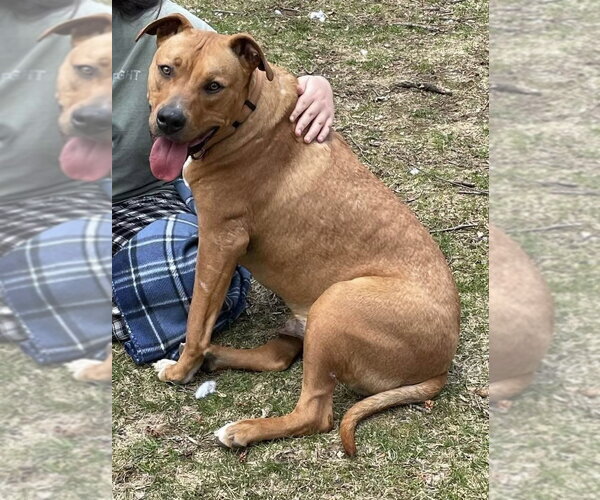 Medium Photo #2 Boxer Puppy For Sale in Southbury, CT, USA