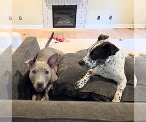 Stormy - Female American Pit Bull Terrier-Unknown Mix Dog for Adoption - Photo #19