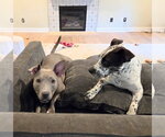 Small Photo #19 American Pit Bull Terrier-Unknown Mix Puppy For Sale in Holly Springs, NC, USA
