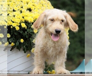 Goldendoodle (Miniature) Puppy for sale in FREDERICKSBG, OH, USA