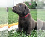 Small Photo #6 Labrador Retriever Puppy For Sale in CHICAGO, IL, USA