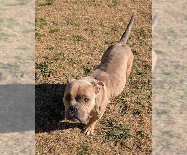 Medium Photo #1 Mutt Puppy For Sale in Plano, TX, USA