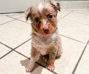 Miniature Australian Shepherd Puppy for sale in BROOKER, FL, USA