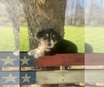 Small Photo #51 Australian Shepherd Puppy For Sale in FARMVILLE, VA, USA