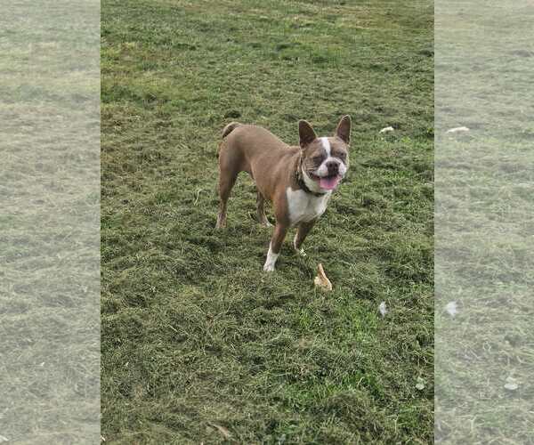 Medium Photo #1 Boston Terrier-Unknown Mix Puppy For Sale in Wakefield, RI, USA