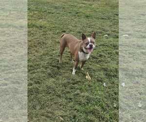 Boston Terrier-Unknown Mix Dogs for adoption in Wakefield, RI, USA