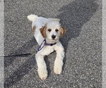 Small Cavapoo (Miniature)