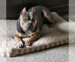 Small Photo #1 American Bully Puppy For Sale in BLUE SPRINGS, MO, USA