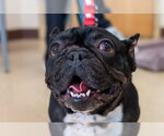 Small #10 French Bulldog