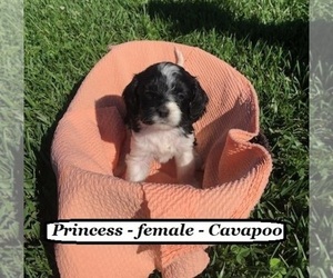 Cavapoo Puppy for sale in HOPKINSVILLE, KY, USA
