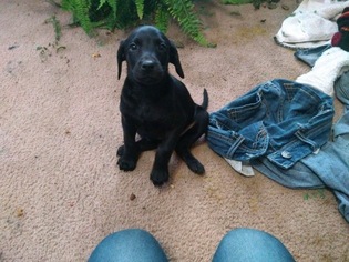 Doberman Pinscher-Labradoodle Mix Puppy for sale in GALLOWAY, OH, USA