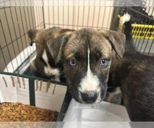 Medium American Pit Bull Terrier-Siberian Husky Mix