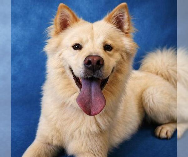 Medium Photo #2 Chow Chow-Unknown Mix Puppy For Sale in Pearland, TX, USA