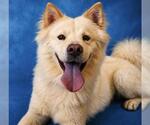 Small #1 Chow Chow Mix