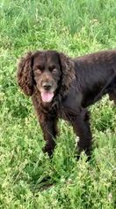 Father of the Boykin Spaniel puppies born on 09/23/2018